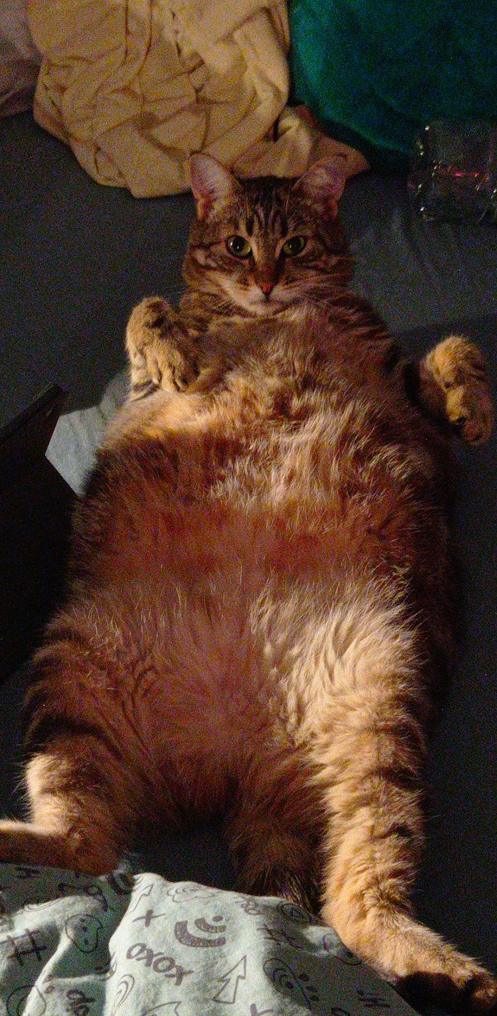 Pantoufle participe au concours pour gagner de l'argent avec cette photo : brown, carnivore, cat, claw, domestic_short_haired_cat, event, fawn, felidae, foot, fur, laperm, paw, small_to_medium_sized_cats, tail, terrestrial_animal, whiskers, window