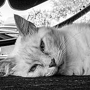 Dalida a rejoint le concours — aidez-le/la à gagner de superbes lots ! cat, close_up, black_and_white, fluffy, lying_down, outdoor, wooden_surface, animal, pet, relaxed, feline, fur, whiskers, quiet, nature, calm, portrait, sleepy, resting, background_blur