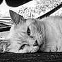 cat, close_up, black_and_white, fluffy, lying_down, outdoor, wooden_surface, animal, pet, relaxed, feline, fur, whiskers, quiet, nature, calm, portrait, sleepy, resting, background_blur
