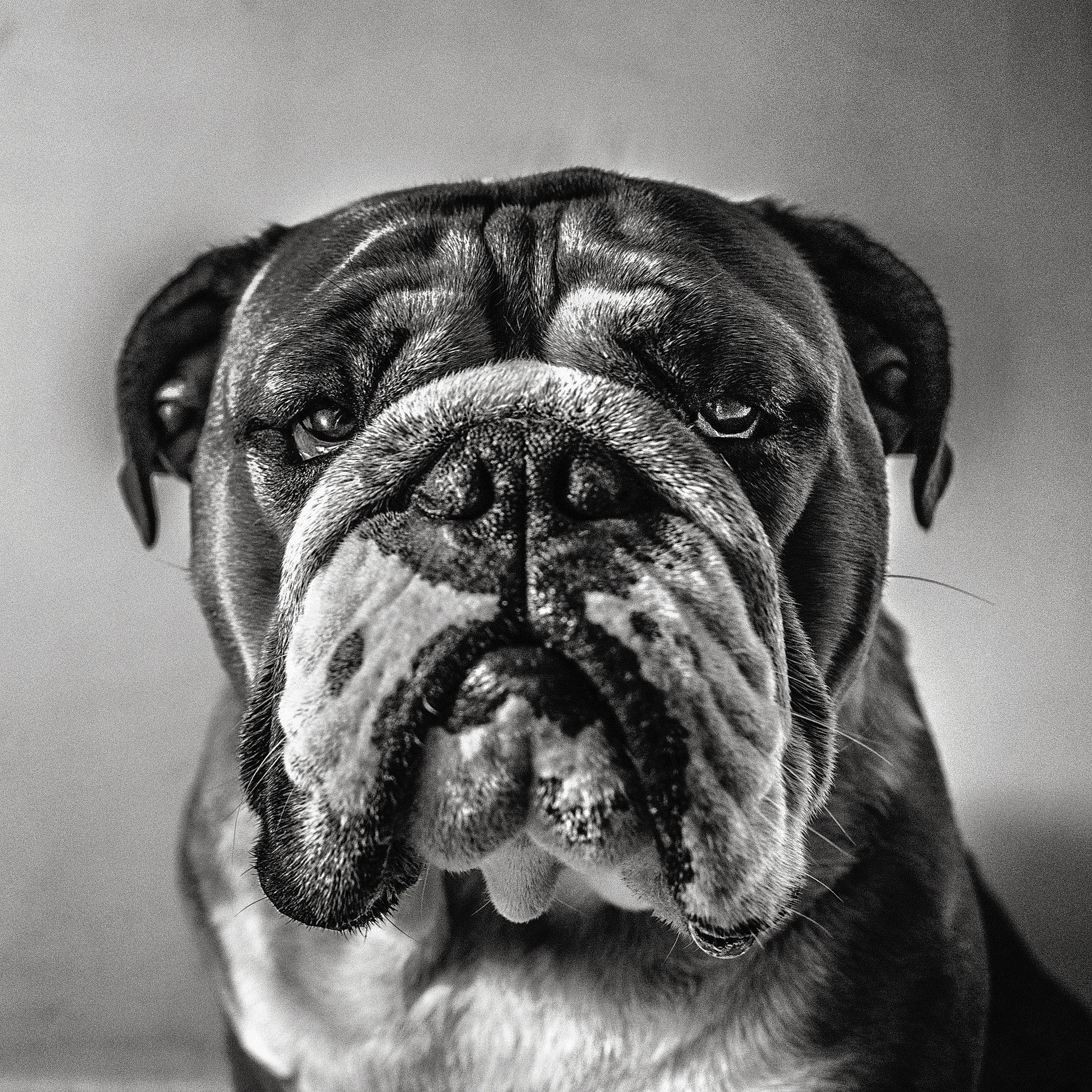 Lucien a rejoint le concours — aidez-le/la à gagner de superbes lots ! boxer, bulldog, canidae, carnivore, companion_dog, dog, dog_breed, fawn, monochrome, monochrome_photography, plant, snout, sporting_group, stock_photography, symmetry, terrestrial_animal, whiskers, working_animal, working_dog, wrinkle