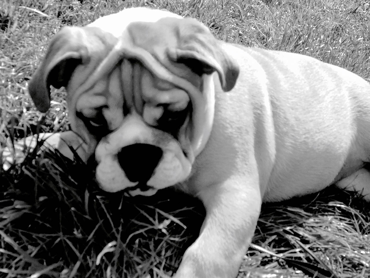 Lucien a rejoint le concours — aidez-le/la à gagner de superbes lots ! australian_bulldog, british_bulldogs, bulldog, canidae, carnivore, companion_dog, dog, dog_breed, dorset_olde_tyme_bulldogge, mammal, non_sporting_group, old_english_bulldog, olde_english_bulldogge, renascence_bulldogge, skin, snout, toy_bulldog, valley_bulldog, vertebrate, white_english_bulldog