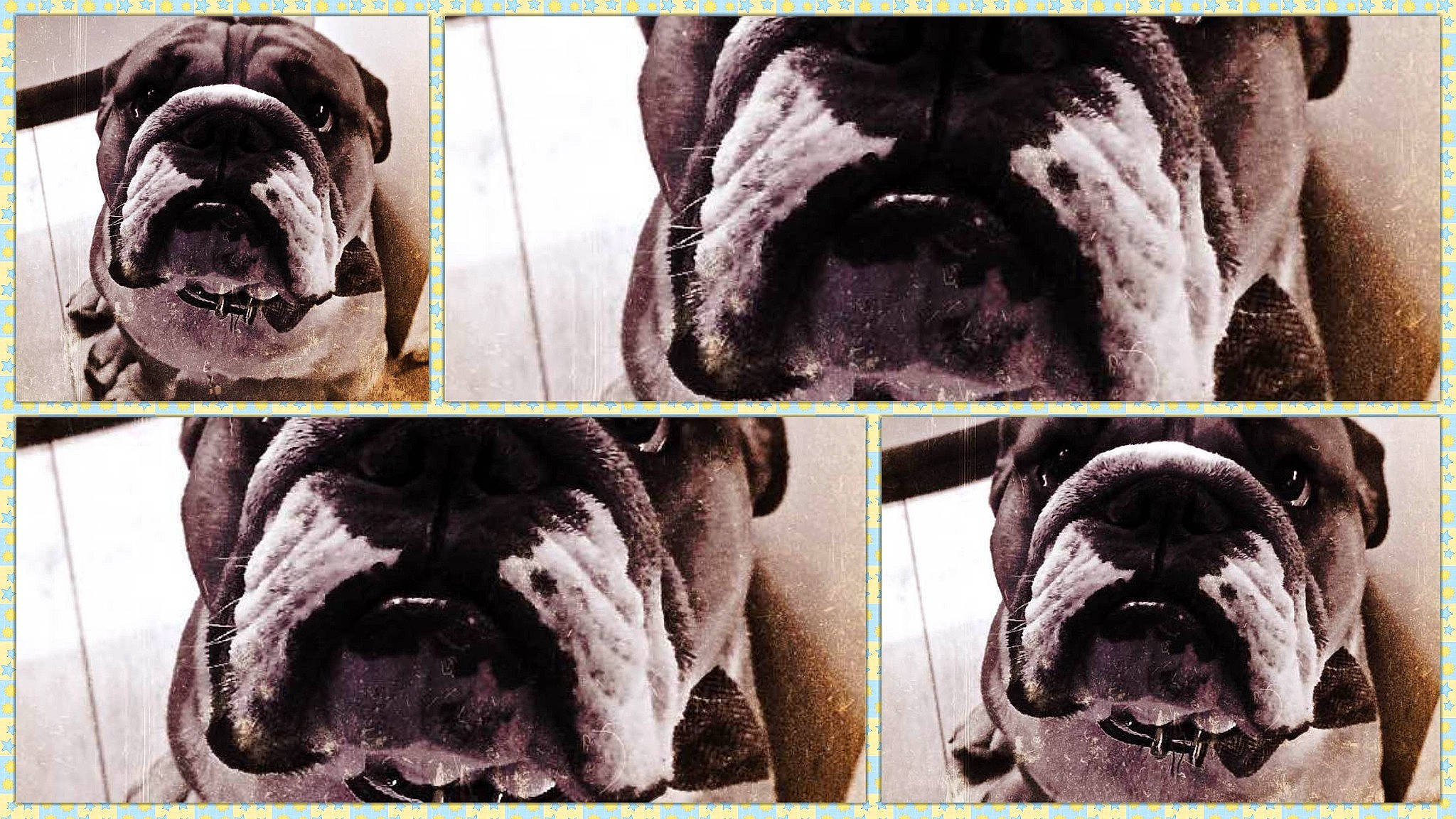 Lucien participe au concours pour gagner de l'argent avec cette photo : ancient_dog_breeds, australian_bulldog, bulldog, canidae, carnivore, companion_dog, dog, dog_breed, korean_mastiff, mammal, molosser, neapolitan_mastiff, non_sporting_group, old_english_bulldog, olde_english_bulldogge, rare_breed_dog, snout, toy_bulldog, vertebrate, wrinkle