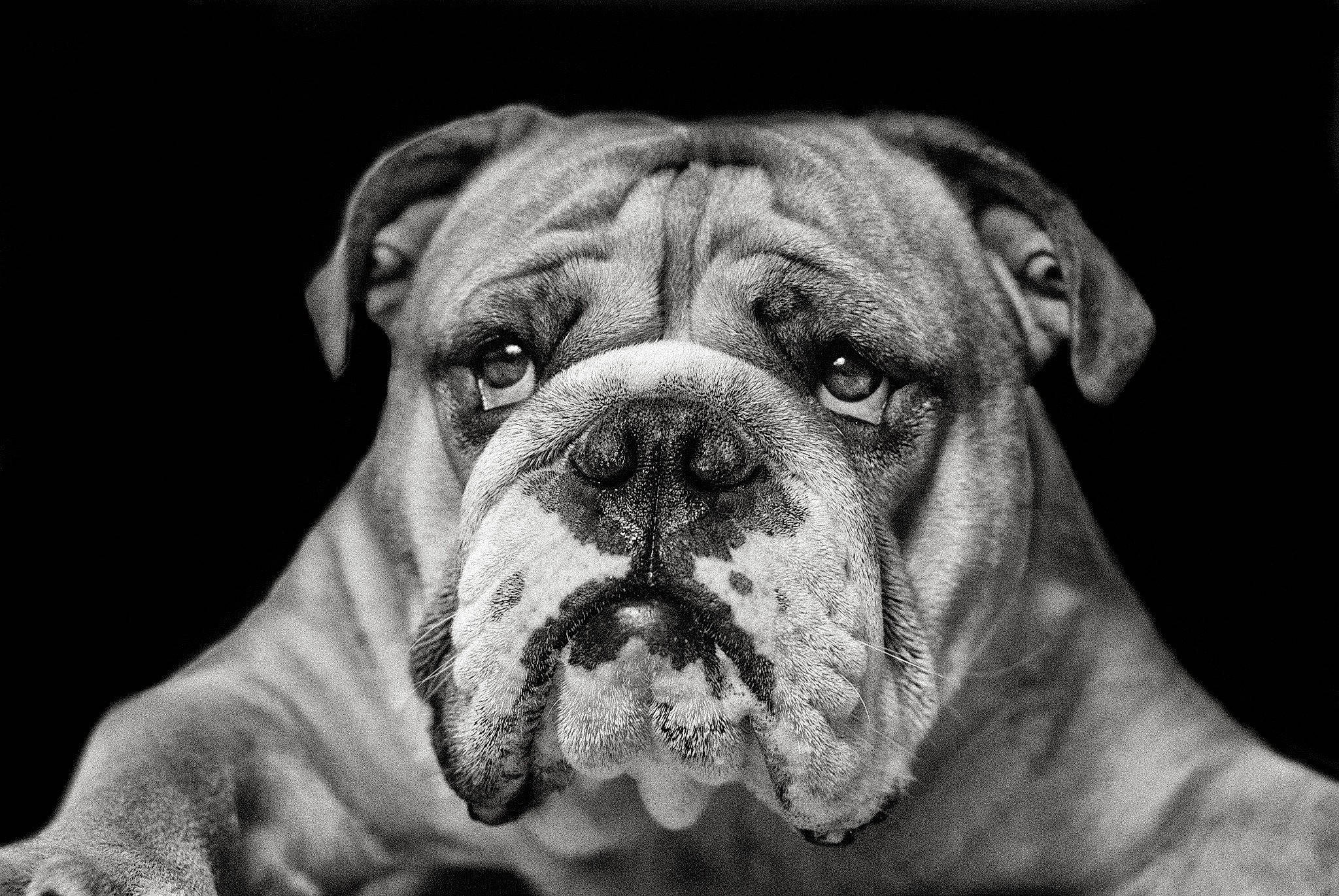 Lulu participe au concours pour gagner de l'argent avec cette photo : ancient_dog_breeds, boxer, bulldog, canidae, carnivore, close_up, companion_dog, dog, dog_breed, fawn, grass, molosser, monochrome_photography, plant, snout, sporting_group, symmetry, whiskers, working_dog, wrinkle