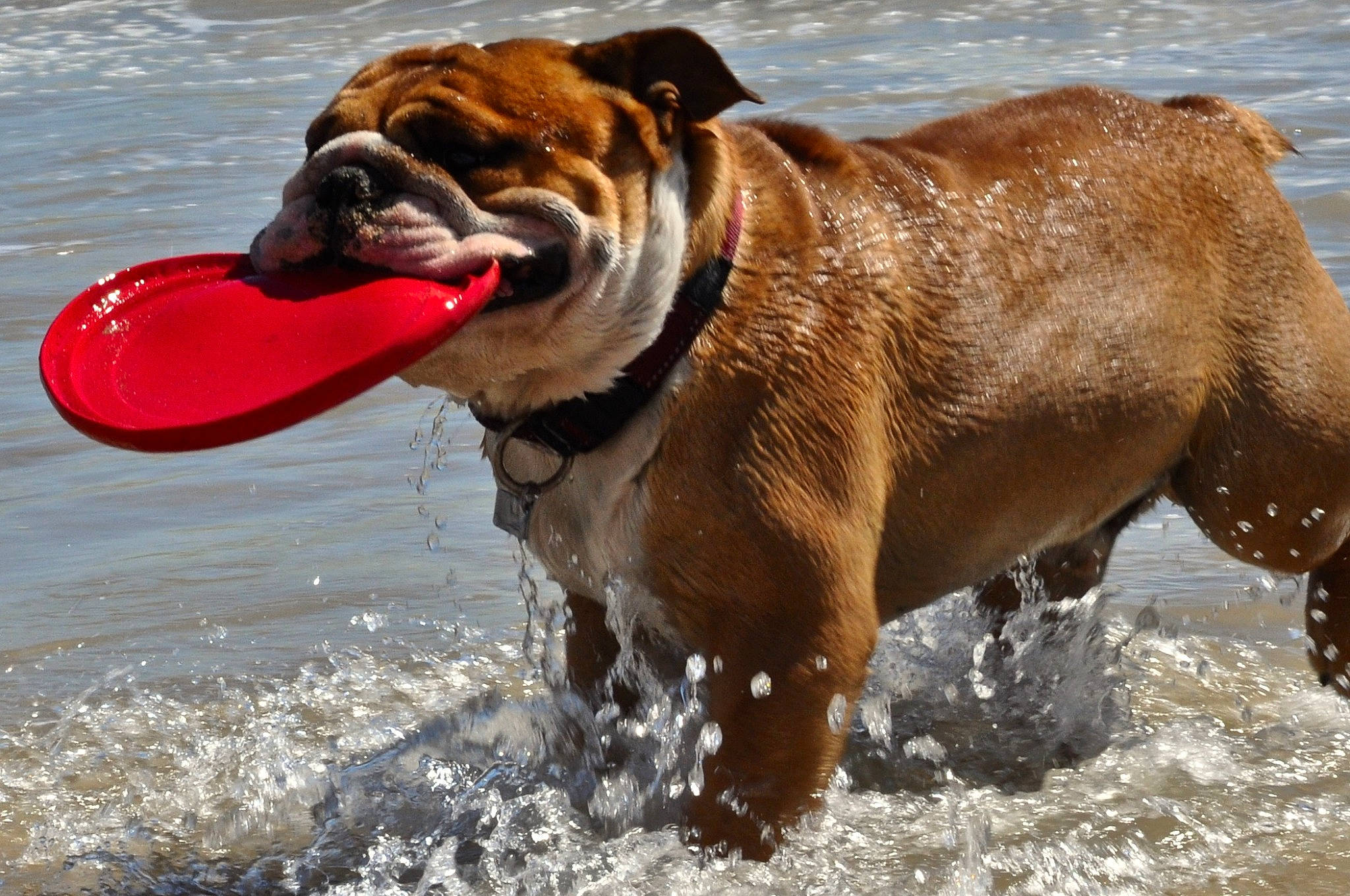 Lulu participe au concours pour gagner de l'argent avec cette photo : ancient_dog_breeds, bulldog, carnivore, collar, companion_dog, dog, dog_breed, dog_collar, fawn, fun, guard_dog, lake, leash, liver, sporting_group, terrestrial_animal, water, working_animal, working_dog, wrinkle