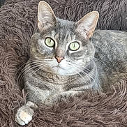 Canelle a rejoint le concours — aidez-le/la à gagner de superbes lots ! cat, tabby, pet, animal, feline, green_eyes, whiskers, fur, paw, bed, fluffy, shaggy, resting, comfortable, indoors, closeup, portrait, cute, domestic, relaxed