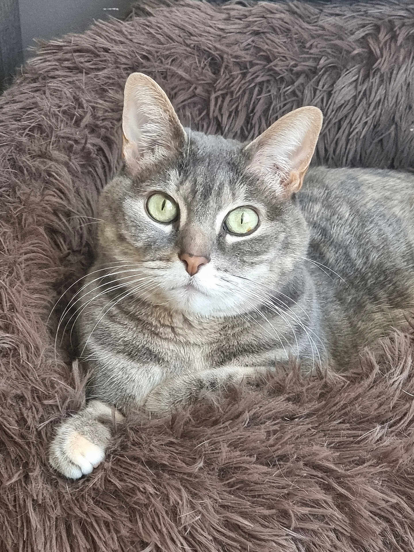 Canelle a rejoint le concours — aidez-le/la à gagner de superbes lots ! cat, tabby, pet, animal, feline, green_eyes, whiskers, fur, paw, bed, fluffy, shaggy, resting, comfortable, indoors, closeup, portrait, cute, domestic, relaxed