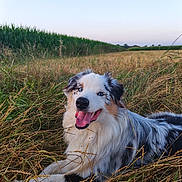 Brooky participe au concours pour gagner de l'argent avec cette photo : dog, australian_shepherd, blue_eyes, grass, field, outdoor, pet, animal, happy, tongue_out, nature, canine, summer, sunset, fur, muzzle, lying_down, sky, rural, farm