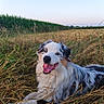 dog, australian_shepherd, blue_eyes, grass, field, outdoor, pet, animal, happy, tongue_out, nature, canine, summer, sunset, fur, muzzle, lying_down, sky, rural, farm