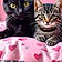 Midnight And Nikita