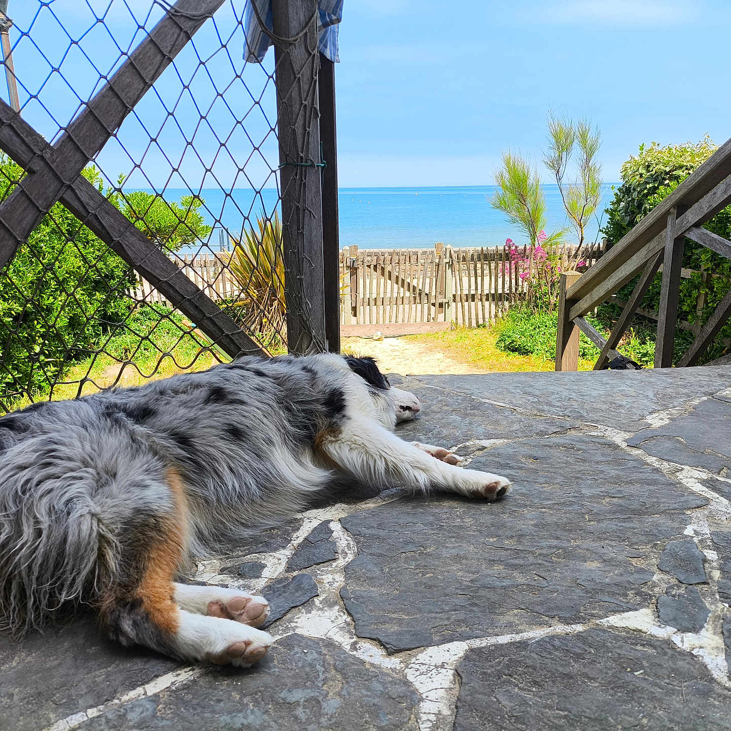 Vénus participe au concours pour gagner de l'argent avec cette photo : beach, blue_sky, daylight, dog, fence, fluffy, greenery, lying_down, nature, ocean, outdoor, peaceful, pet, relaxation, scenic_view, stone_patio, summer, sunny, tricolor, wooden_railings