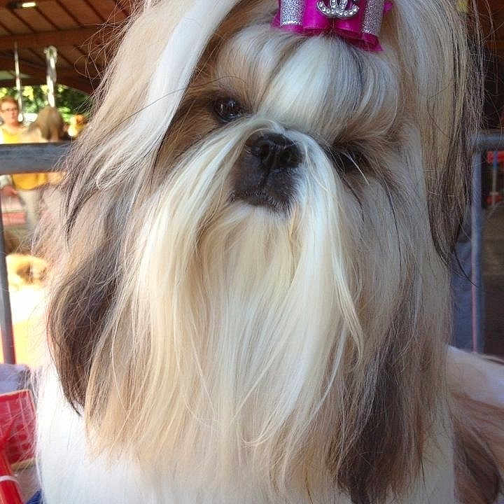 Hinaé participe au concours pour gagner de l'argent avec cette photo : adorable, animal, bow, closeup, cute, dog, domestic_animal, face, fluffy, fur, furry, groomed, indoor, long_hair, mammal, pet, pet_accessory, pink_bow, portrait, shih_tzu