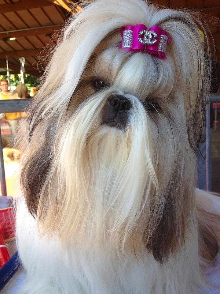 Hinaé participe au concours pour gagner de l'argent avec cette photo : adorable, animal, bow, closeup, cute, dog, domestic_animal, face, fluffy, fur, furry, groomed, indoor, long_hair, mammal, pet, pet_accessory, pink_bow, portrait, shih_tzu