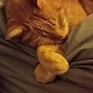 Grenouille a rejoint le concours — aidez-le/la à gagner de superbes lots ! cat, orange_cat, sleeping, bed, blanket, cozy, fur, pet, domestic_animal, relaxing, paws, whiskers, close_up, indoor, cute, animal, mammal, resting, feline, soft