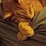 cat, orange_cat, sleeping, bed, blanket, cozy, fur, pet, domestic_animal, relaxing, paws, whiskers, close_up, indoor, cute, animal, mammal, resting, feline, soft