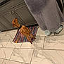 Cino joined the competition — help win amazing prizes! blanket, brown_dog, cabinet, collar, colorful_rug, dog, flooring, home, indoor, kitchen, marble_floor, pajamas, person, pet, rug, slippers, small_dog, standing_dog, tag, tile_floor