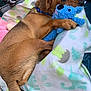 Cino is registered to the contest to win money with this photo: animal, blanket, blue_toy, brown_dog, collar, companion, couch, cozy, cute, dog, fur, indoor, patterned_blanket, paw, pet, relaxed, sleepy, snuggling, stuffed_toy, toy