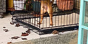 Cino is registered to the contest to win money with this photo: animal, cage, collar, crate, curious, dog, furniture, glass_table, home, indoor_outdoor, leaves, outdoor, patio, pet, plant, potted_plant, small_dog, standing, sweater, wicker_chair