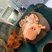 Cino is registered to the contest to win money with this photo: animal, blanket, brown_dog, companion, couch, cozy, cute, decor, dog, domestic, furniture, home_interior, indoor, knitted, leather, pet, relaxed, resting, stuffed_animal, toy