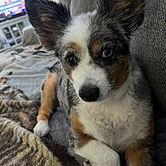 Pearl is registered to the contest to win money with this photo: dog, pet, canine, ears, blanket, couch, fur, indoor, animal, portrait, cute, relaxed, home, laying, brown, white, black, face, paw, cozy