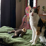 Miller is registered to the contest to win money with this photo: animal, bed, blanket, calico, cat, cozy, curious, curtains, decor, furniture, indoor, pet, plant, plush_toy, room, sloth, soft_light, stuffed_animal, table, window