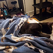 Edger Allen Purr joined the competition — help win amazing prizes! cat, black_cat, blanket, sleeping, indoor, carpet, cat_tree, shelf, bottle, decor, necklace, animal_print, furniture, cozy, resting, pet, home, soft, relaxation, cute