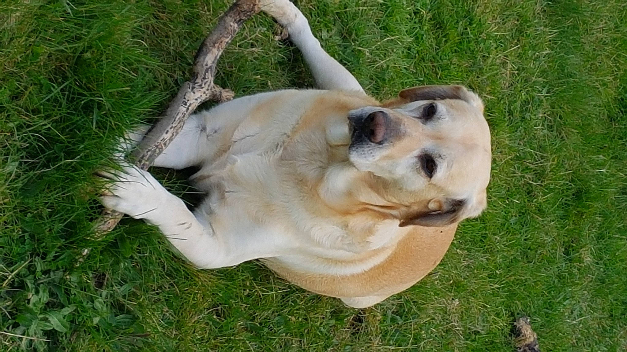 Nao participe au concours pour gagner de l'argent avec cette photo : canidae, carnivore, collar, companion_dog, dog, dog_breed, dog_collar, fawn, grass, jaw, labrador_retriever, paw, plant, retriever, snout, sporting_group, tail, terrestrial_animal, whiskers, wildlife