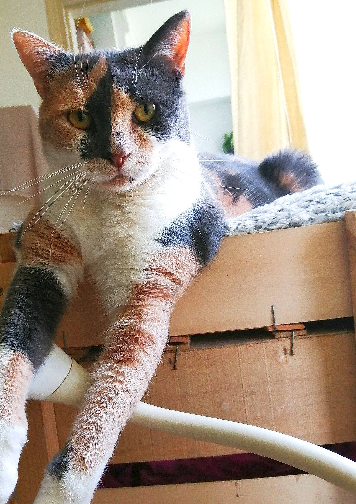 Scampie participe au concours pour gagner de l'argent avec cette photo : carnivore, cat, claw, comfort, domestic_short_haired_cat, eye, fawn, felidae, fur, paw, sitting, small_to_medium_sized_cats, snout, tail, tree, vertebrate, whiskers, wood