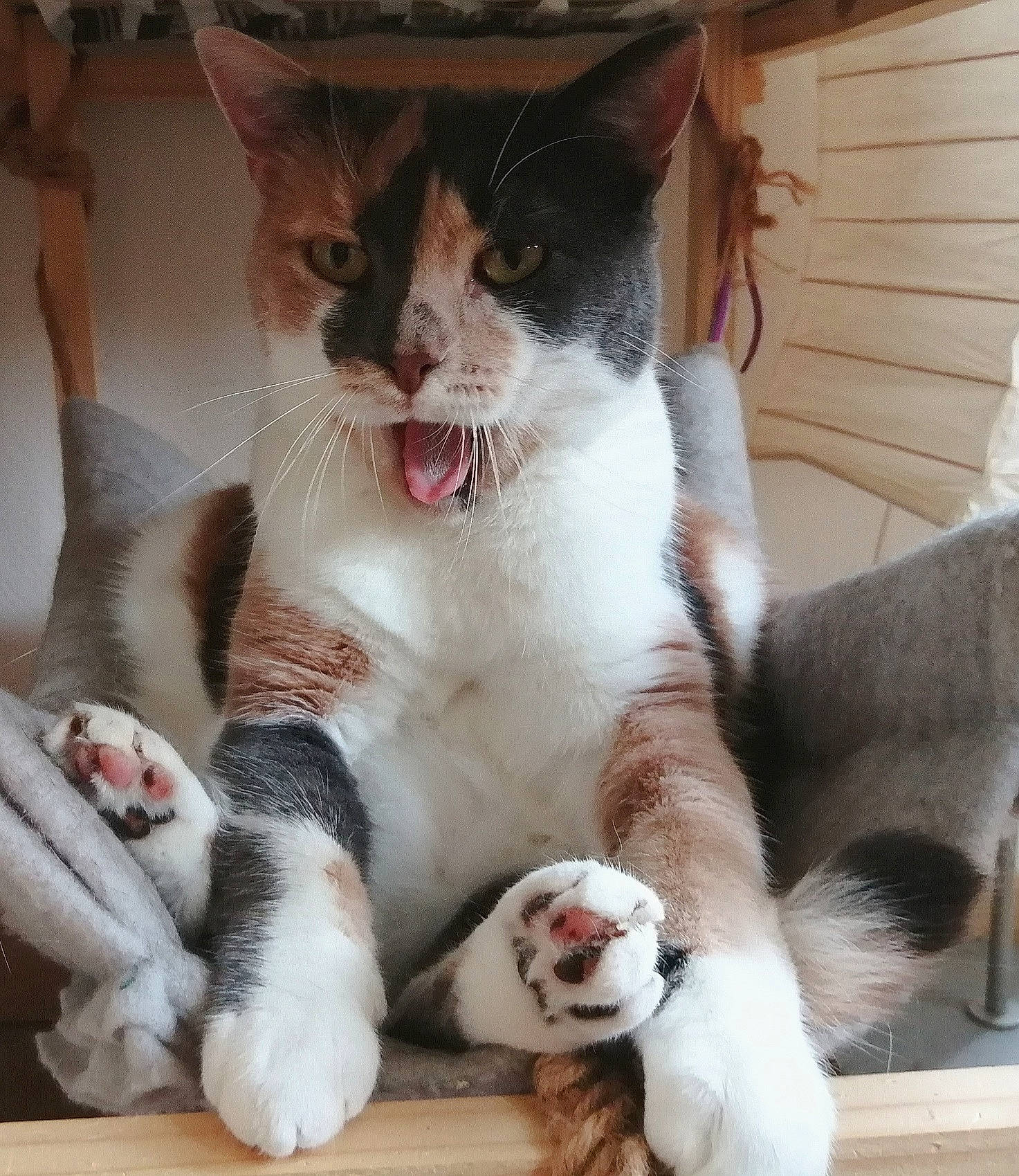 Scampie a rejoint le concours — aidez-le/la à gagner de superbes lots ! carnivore, cat, claw, comfort, companion_dog, domestic_short_haired_cat, felidae, foot, fur, paw, plant, small_to_medium_sized_cats, snout, tail, terrestrial_animal, whiskers, window