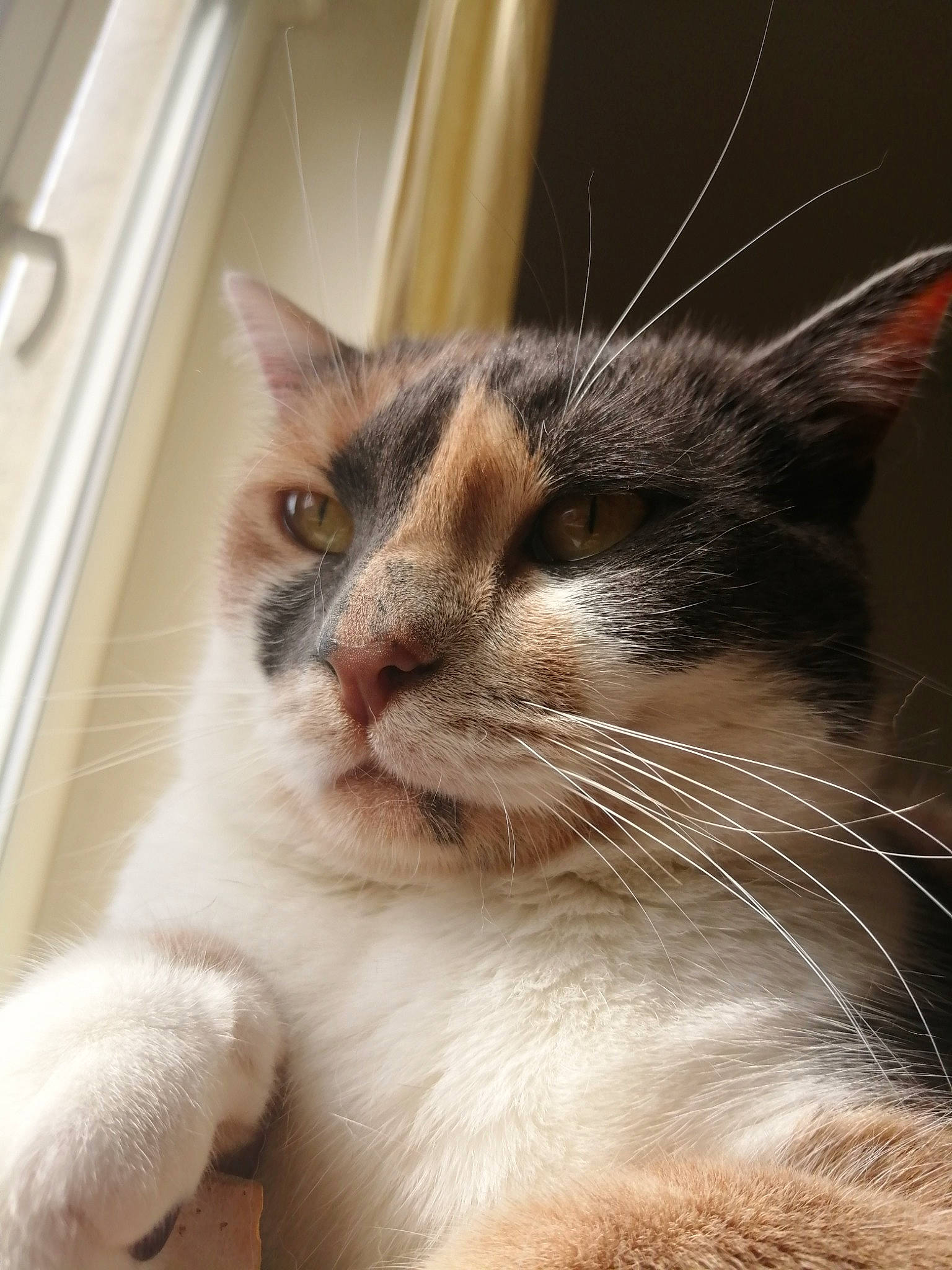 Scampie a rejoint le concours — aidez-le/la à gagner de superbes lots ! carnivore, cat, claw, comfort, domestic_short_haired_cat, ear, fawn, felidae, fur, paw, sitting, small_to_medium_sized_cats, snout, tail, whiskers, window