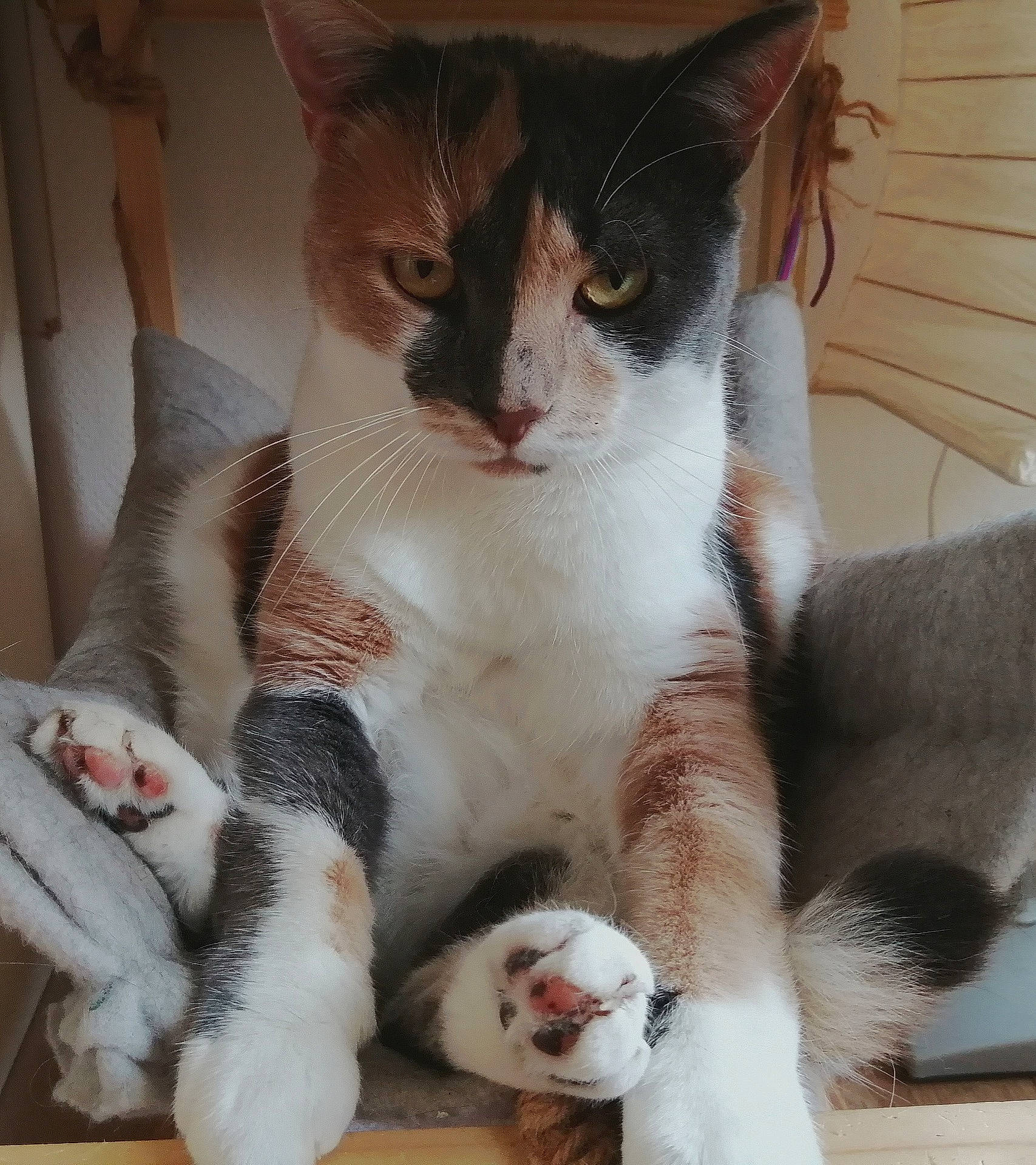 Scampie a rejoint le concours — aidez-le/la à gagner de superbes lots ! carmine, carnivore, cat, cat_supply, claw, comfort, domestic_short_haired_cat, felidae, foot, fur, nap, paw, small_to_medium_sized_cats, snout, tail, whiskers