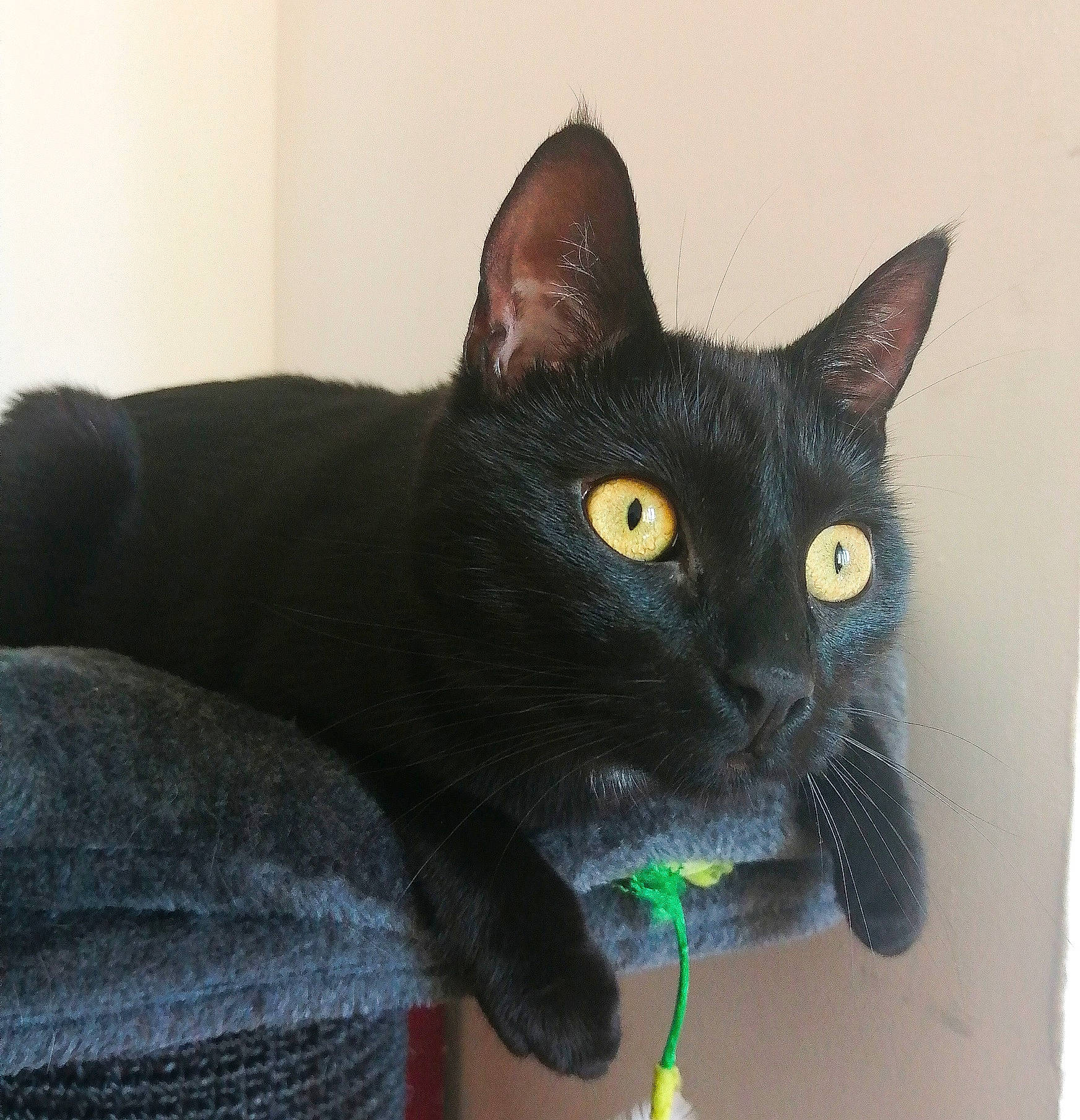 Olga a rejoint le concours — aidez-le/la à gagner de superbes lots ! black_cat, bombay, carnivore, cat, comfort, domestic_short_haired_cat, ear, eye, felidae, fur, havana_brown, head, iris, small_to_medium_sized_cats, snout, whiskers