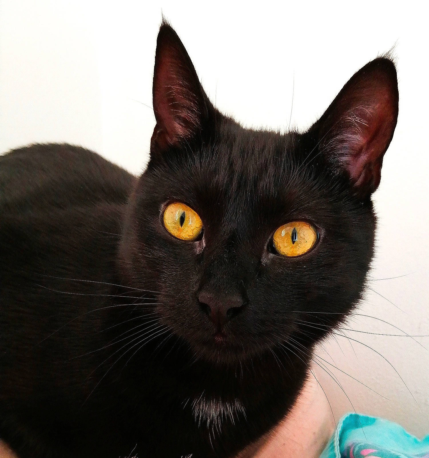 Olga participe au concours pour gagner de l'argent avec cette photo : black_cat, bombay, carnivore, cat, comfort, domestic_short_haired_cat, ear, electric_blue, eye, felidae, fur, havana_brown, head, iris, small_to_medium_sized_cats, snout, terrestrial_animal, whiskers