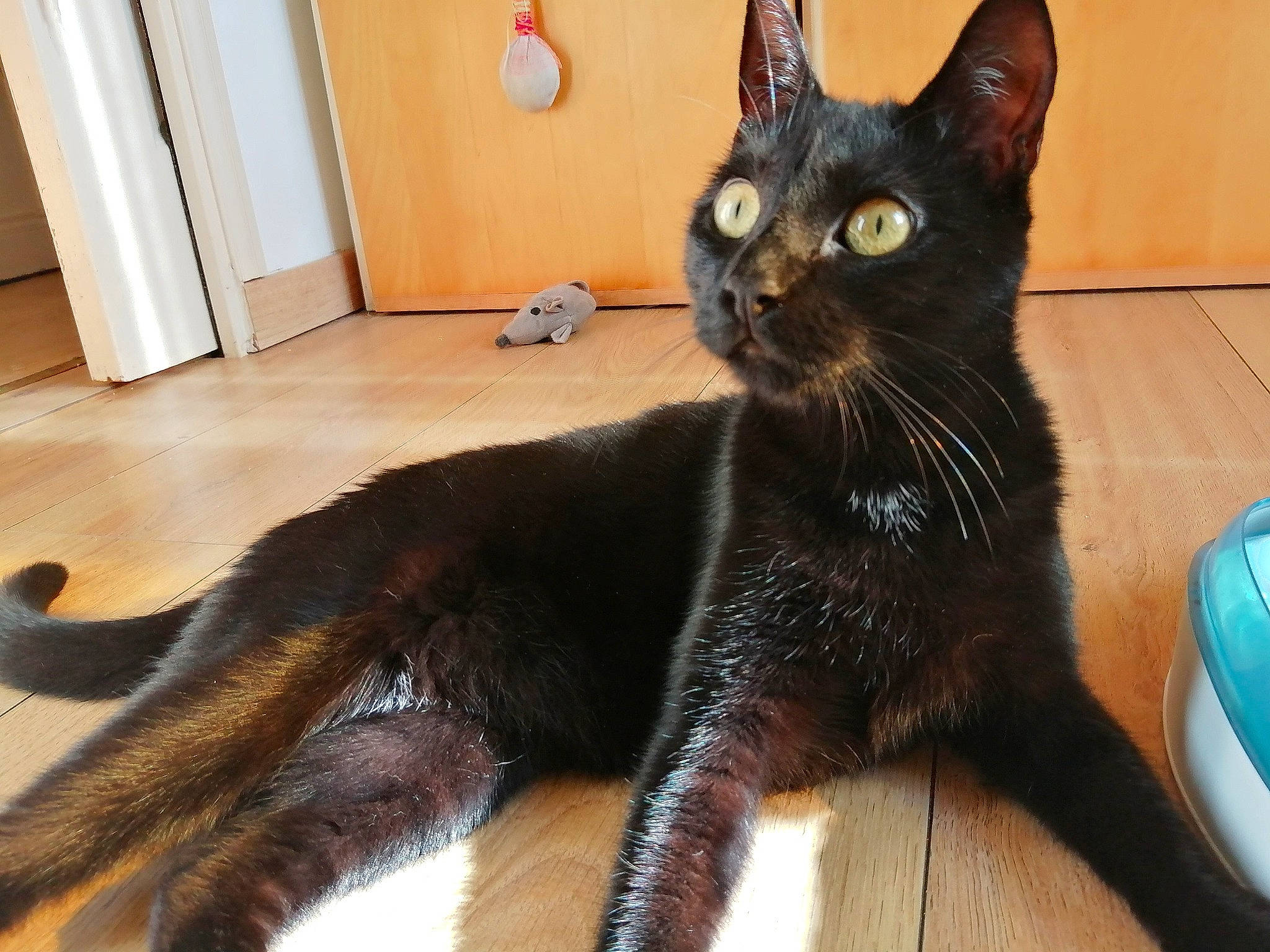 Olga participe au concours pour gagner de l'argent avec cette photo : bombay, carnivore, cat, claw, comfort, dog_breed, domestic_short_haired_cat, door, felidae, flooring, fur, hardwood, paw, small_to_medium_sized_cats, snout, tail, terrestrial_animal, whiskers, wood