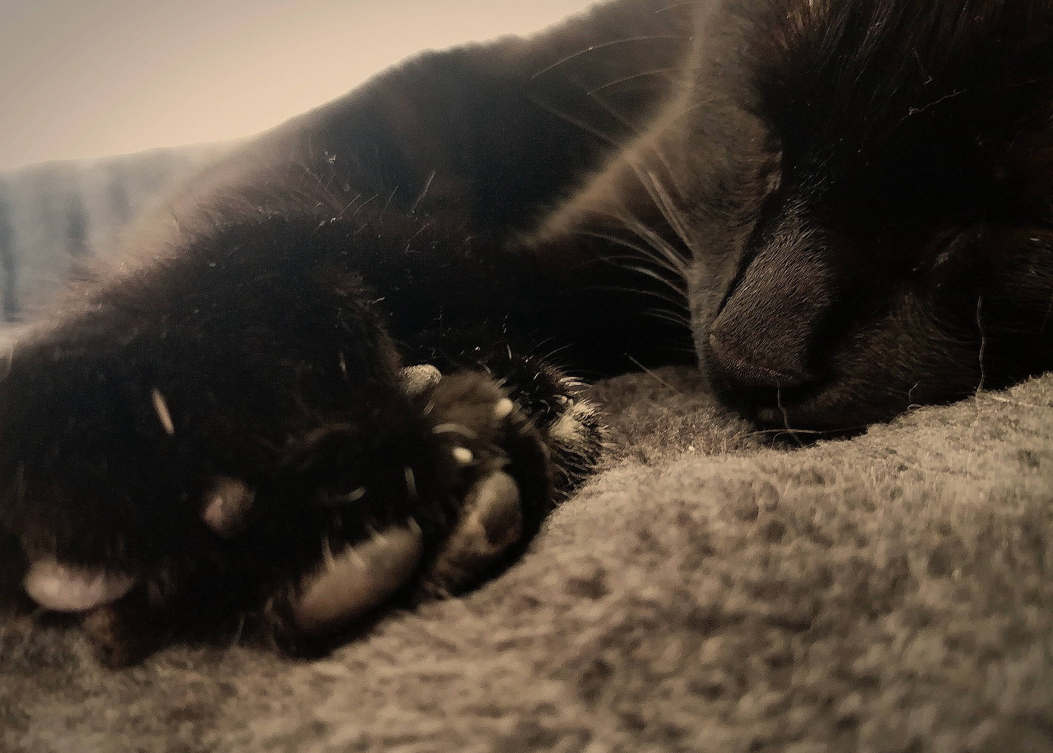 Olga a rejoint le concours — aidez-le/la à gagner de superbes lots ! canidae, carnivore, cat, claw, cloud, comfort, dog_breed, felidae, fur, grass, monochrome, monochrome_photography, paw, small_to_medium_sized_cats, snout, sporting_group, tail, terrestrial_animal, whiskers, working_animal