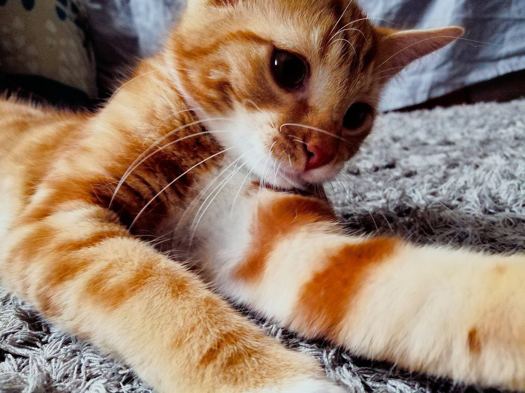 Loki participe au concours pour gagner de l'argent avec cette photo : carnivore, cat, claw, close_up, comfort, domestic_short_haired_cat, eye, fawn, felidae, fur, iris, paw, small_to_medium_sized_cats, snout, tail, terrestrial_animal, whiskers, wildlife