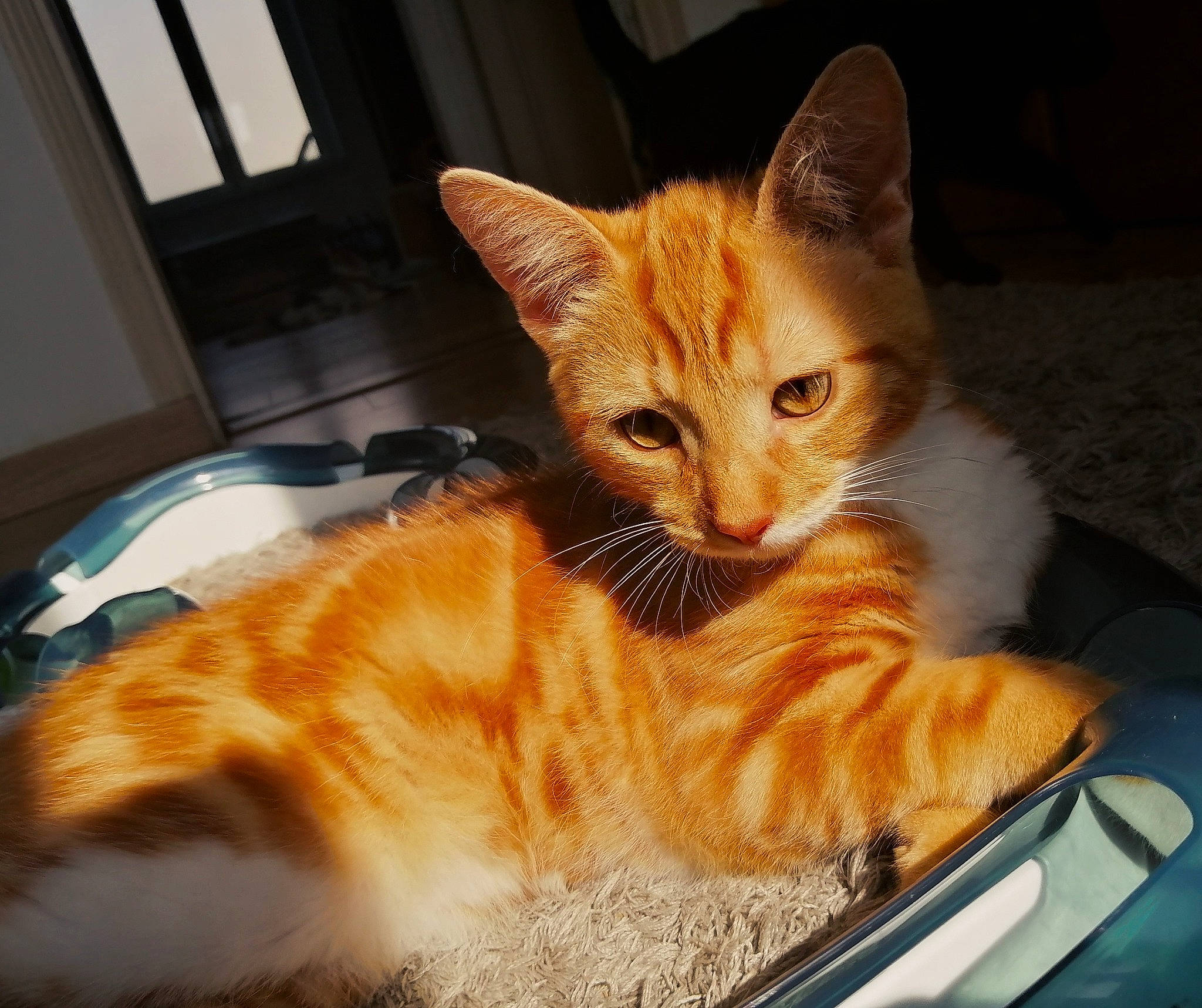 Loki participe au concours pour gagner de l'argent avec cette photo : automotive_window_part, carnivore, cat, claw, comfort, domestic_short_haired_cat, fawn, felidae, fur, paw, sitting, small_to_medium_sized_cats, snout, tail, touchpad, vehicle_door, whiskers, window, windshield, wood