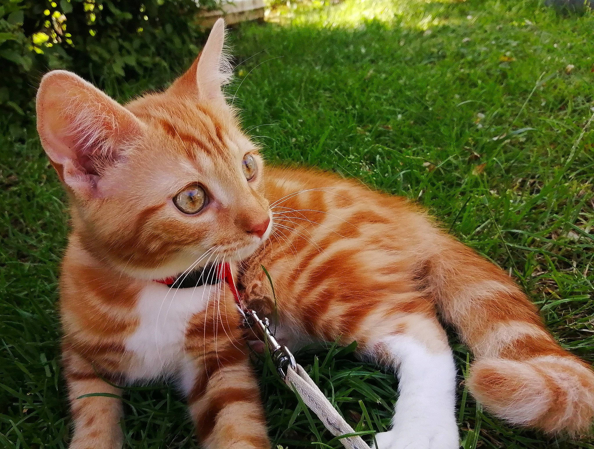 Loki a rejoint le concours — aidez-le/la à gagner de superbes lots ! carnivore, cat, claw, domestic_short_haired_cat, eye, fawn, felidae, fur, grass, mammal, organism, paw, plant, sitting, small_to_medium_sized_cats, snout, tail, terrestrial_animal, whiskers, wildlife