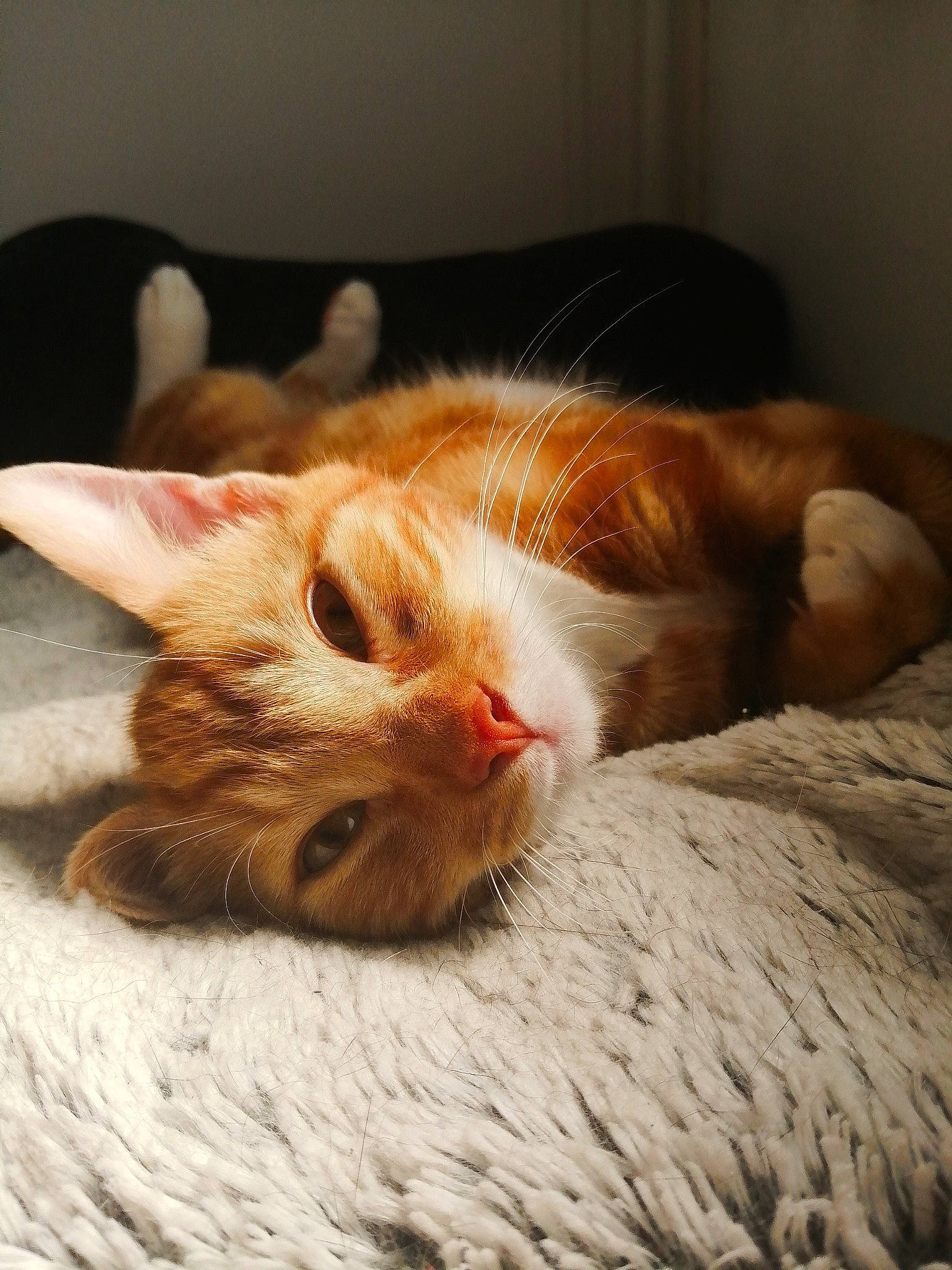 Loki a rejoint le concours — aidez-le/la à gagner de superbes lots ! carnivore, cat, claw, comfort, domestic_short_haired_cat, ear, felidae, foot, fur, human_leg, linens, nap, paw, sleep, small_to_medium_sized_cats, snout, tail, whiskers, wood