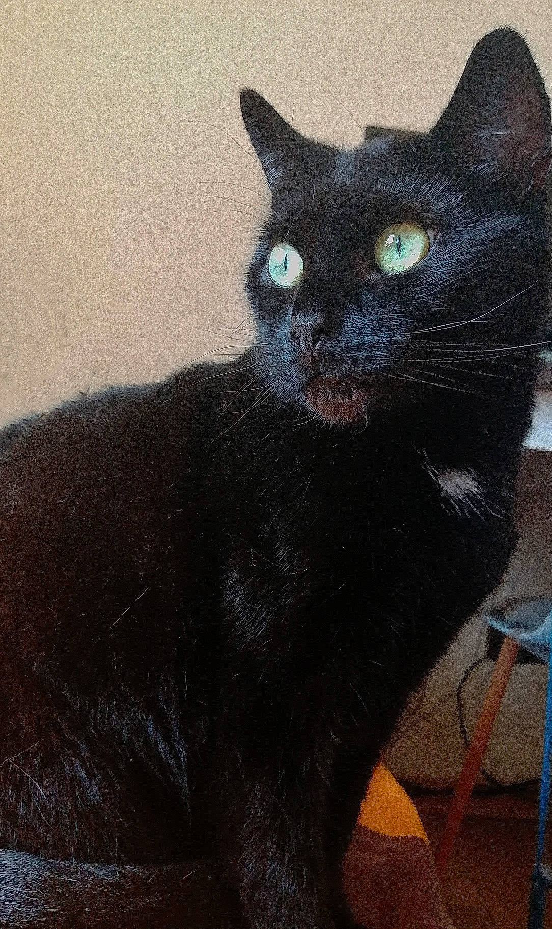 Lucifer participe au concours pour gagner de l'argent avec cette photo : black_cat, bombay, carnivore, cat, domestic_short_haired_cat, felidae, fur, havana_brown, iris, small_to_medium_sized_cats, snout, tail, terrestrial_animal, whiskers