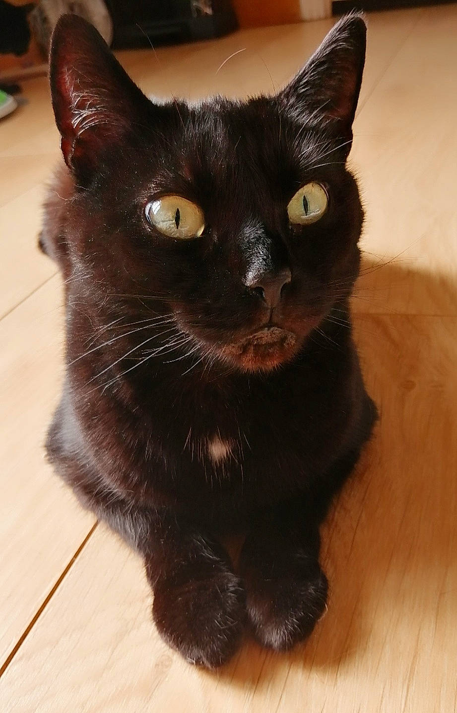 Lucifer participe au concours pour gagner de l'argent avec cette photo : black_cat, bombay, carnivore, cat, domestic_short_haired_cat, felidae, flooring, fur, hardwood, havana_brown, small_to_medium_sized_cats, snout, tail, terrestrial_animal, whiskers, wood, wood_stain