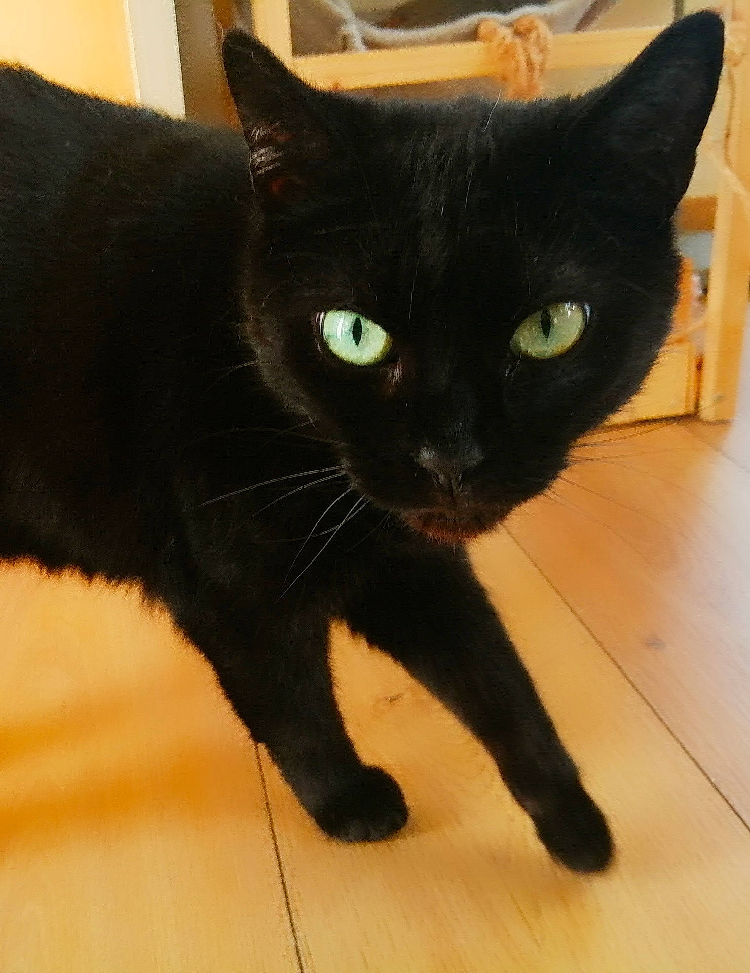 Lucifer a rejoint le concours — aidez-le/la à gagner de superbes lots ! black_cat, bombay, carnivore, cat, claw, comfort, domestic_short_haired_cat, felidae, flooring, fur, hardwood, iris, mammal, small_to_medium_sized_cats, snout, tail, terrestrial_animal, vertebrate, whiskers, wood