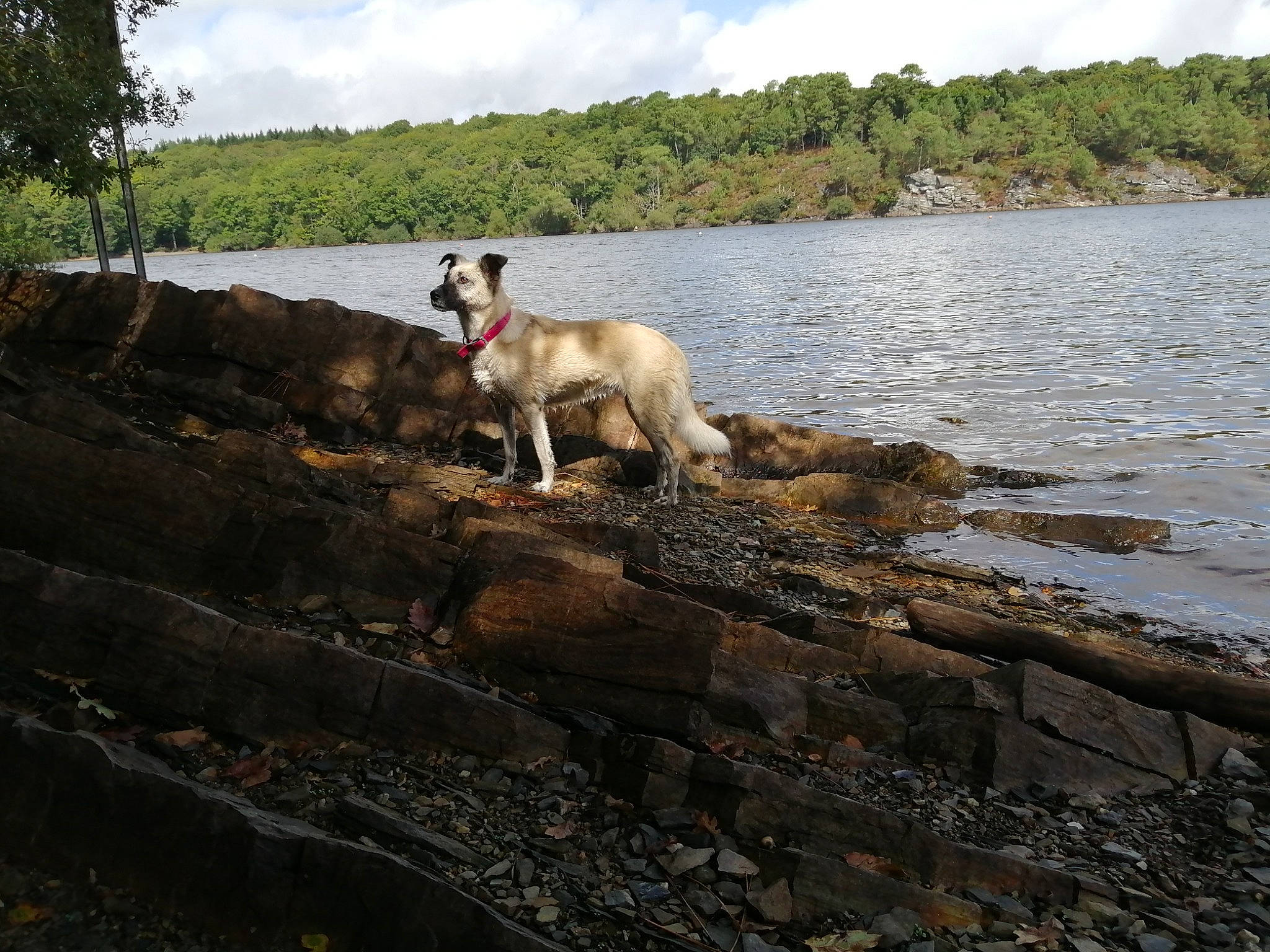 Lysa participe au concours pour gagner de l'argent avec cette photo : bank, canidae, carnivore, cloud, dog, dog_breed, fawn, lake, lake_district, loch, ocean, reservoir, rock, shore, sky, sporting_group, tree, water, wood, working_animal