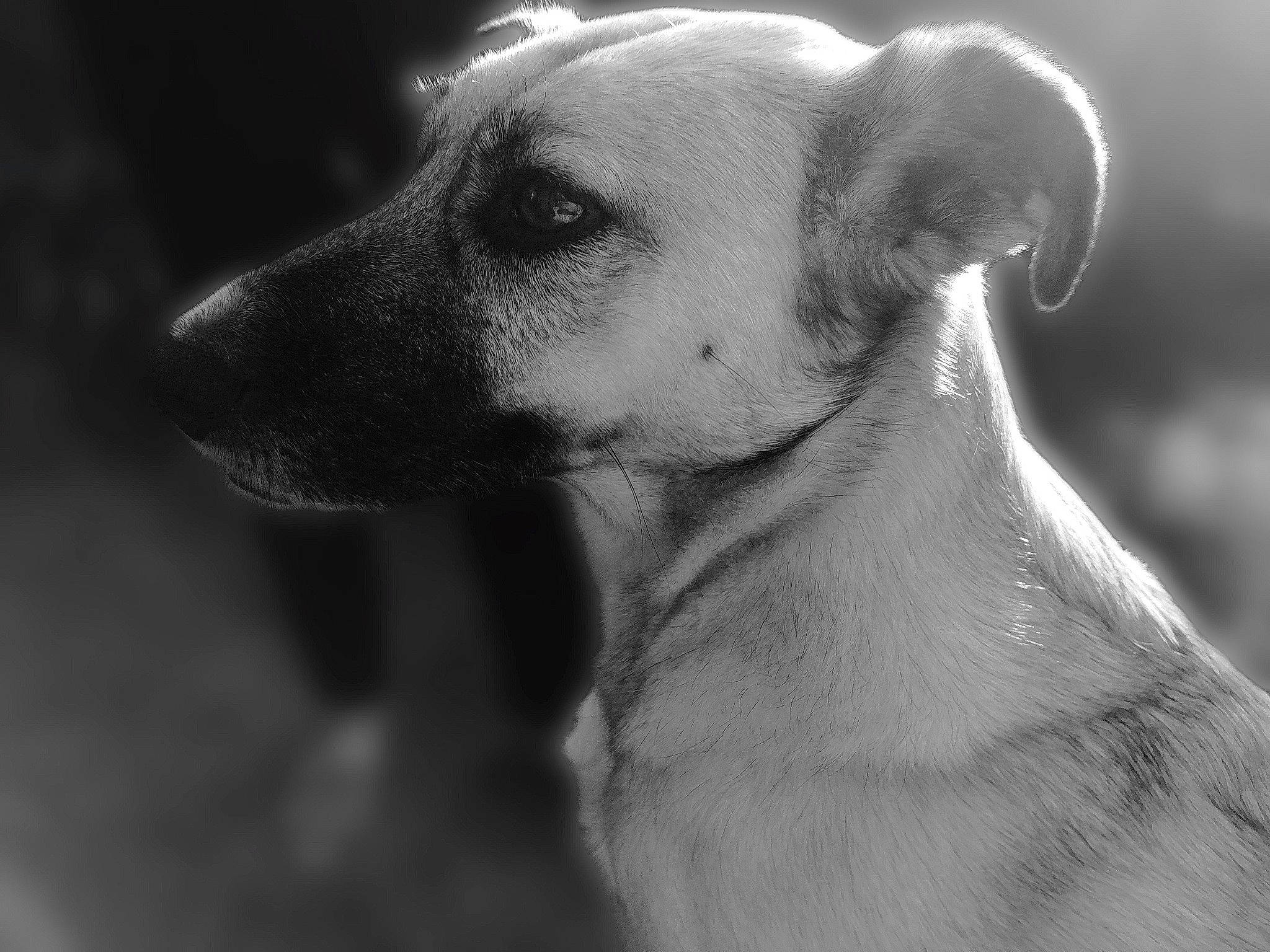 Lysa participe au concours pour gagner de l'argent avec cette photo : canidae, carnivore, close_up, companion_dog, dog, dog_breed, ear, eye, fawn, flash_photography, fur, monochrome, monochrome_photography, paw, snout, sporting_group, style, terrestrial_animal, whiskers, wildlife