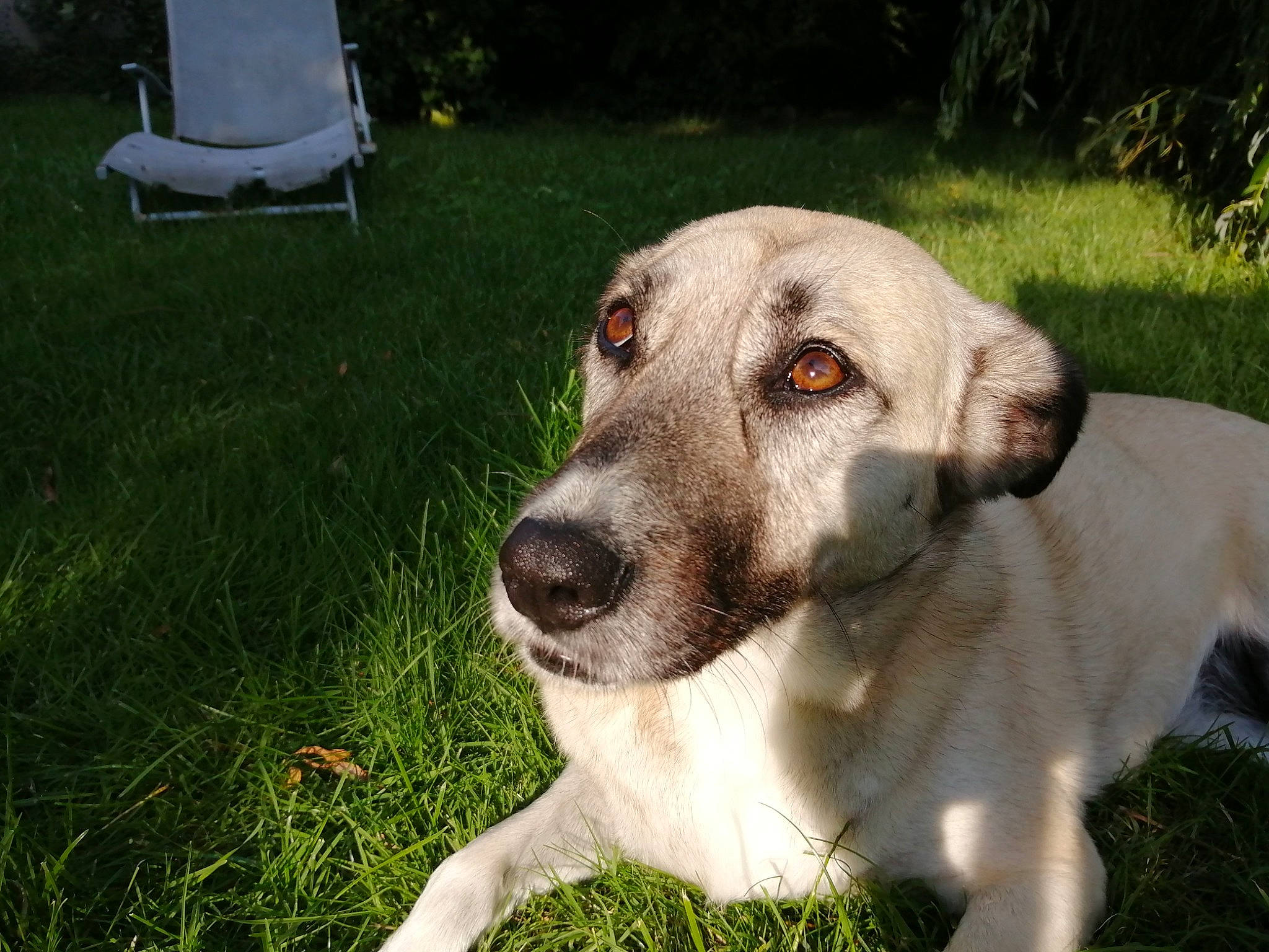 Lysa participe au concours pour gagner de l'argent avec cette photo : armrest, canidae, carnivore, chair, companion_dog, dog, dog_breed, fawn, grass, hunting_dog, plant, snout, sporting_group, terrestrial_animal, whiskers, working_animal, working_dog