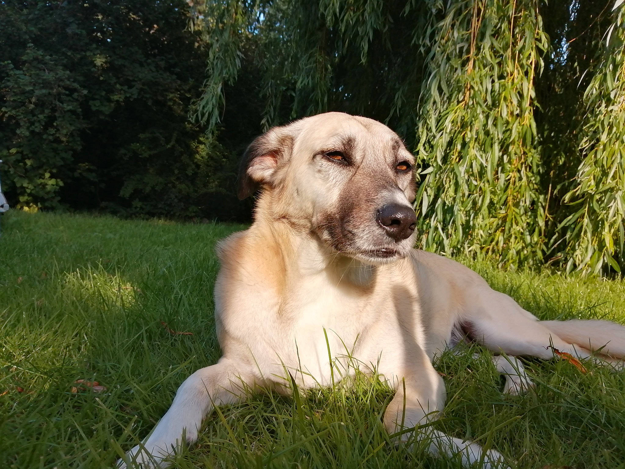 Lysa a rejoint le concours — aidez-le/la à gagner de superbes lots ! canidae, carnivore, companion_dog, dog, dog_breed, dog_collar, fawn, grass, grassland, labrador_retriever, plant, snout, sporting_group, street_dog, tail, terrestrial_animal, tree, whiskers, wildlife, working_animal