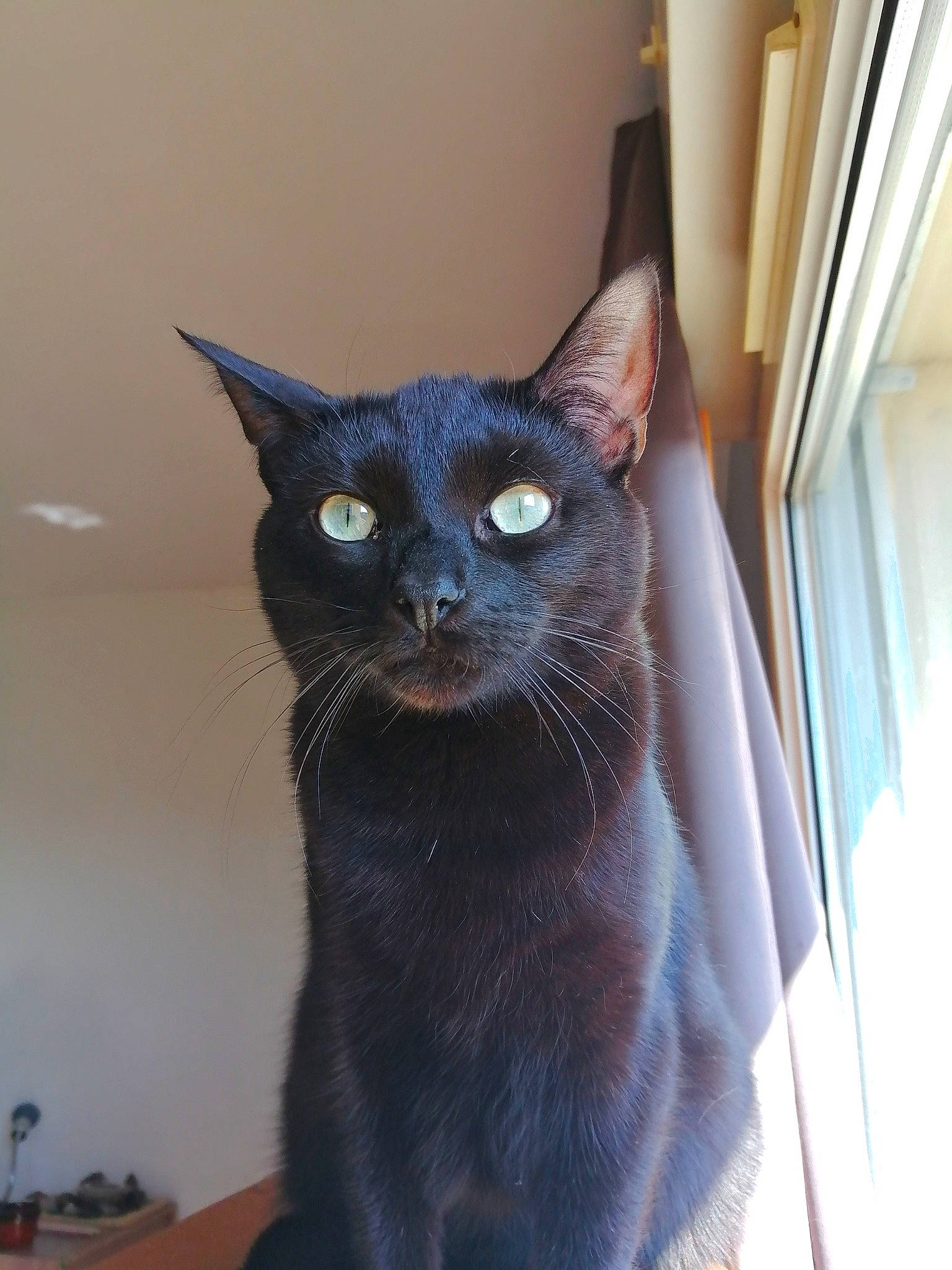 Ankou participe au concours pour gagner de l'argent avec cette photo : black_cat, carnivore, cat, cat_furniture, cat_supply, domestic_short_haired_cat, felidae, fur, grey, havana_brown, small_to_medium_sized_cats, snout, tail, whiskers, window