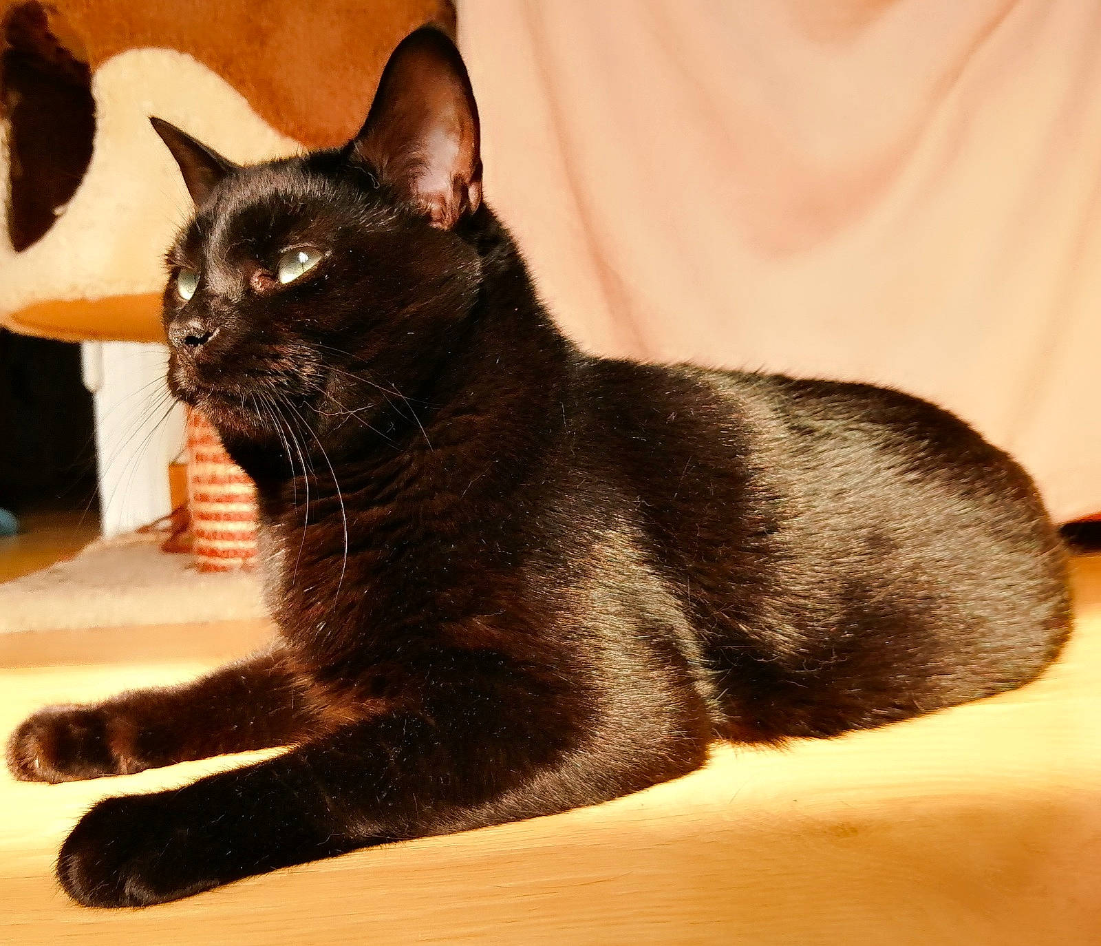 Ankou participe au concours pour gagner de l'argent avec cette photo : black_cat, bombay, carnivore, cat, claw, comfort, domestic_short_haired_cat, felidae, foot, fur, havana_brown, paw, sitting, small_to_medium_sized_cats, snout, tail, terrestrial_animal, whiskers, window