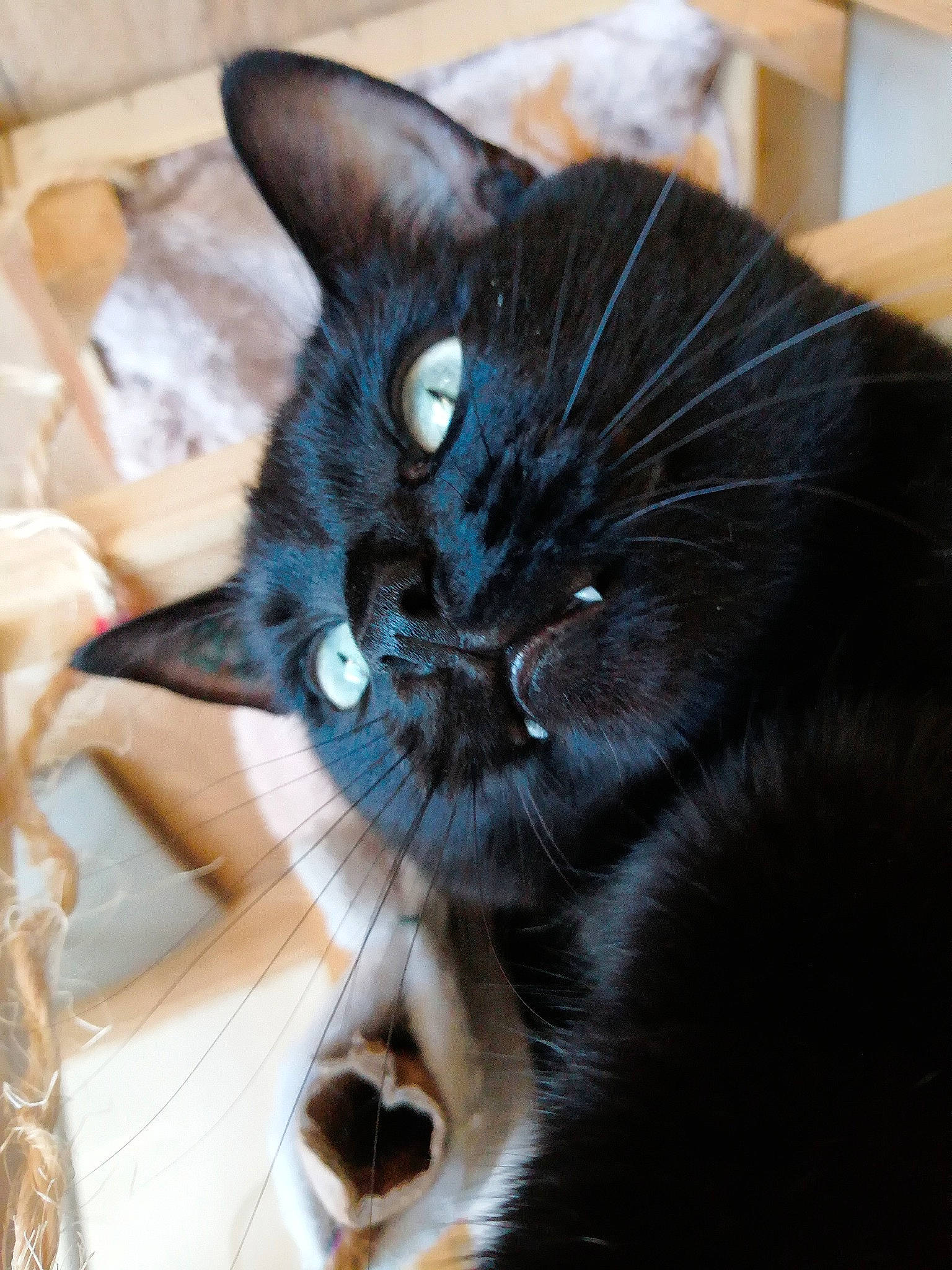 Ankou a rejoint le concours — aidez-le/la à gagner de superbes lots ! black_cat, carnivore, cat, claw, comfort, domestic_short_haired_cat, ear, electric_blue, felidae, fur, gesture, iris, paw, plant, small_to_medium_sized_cats, snout, tail, thai, whiskers, window