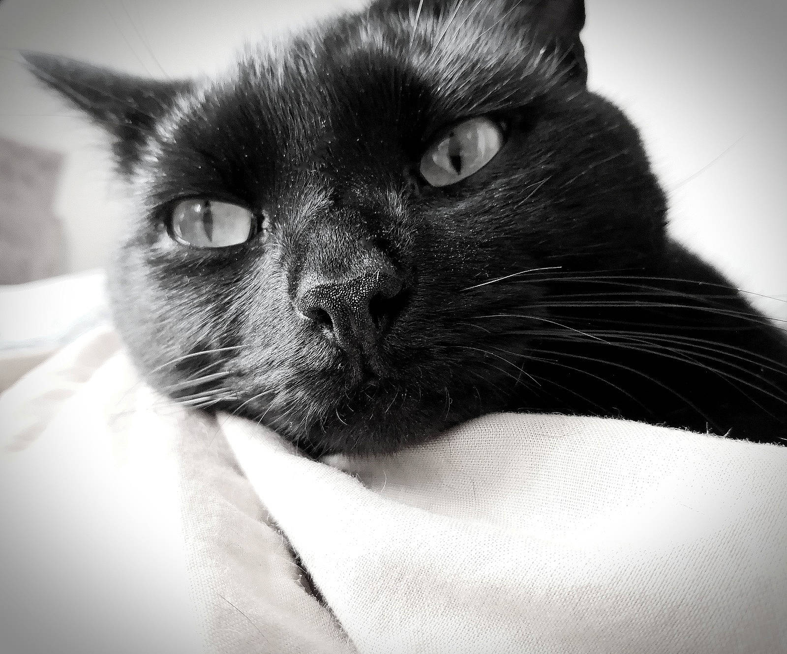 Ankou participe au concours pour gagner de l'argent avec cette photo : black_cat, bombay, carnivore, cat, comfort, domestic_short_haired_cat, ear, eye, eyelash, felidae, fur, grey, head, human_body, iris, monochrome, monochrome_photography, small_to_medium_sized_cats, snout, whiskers