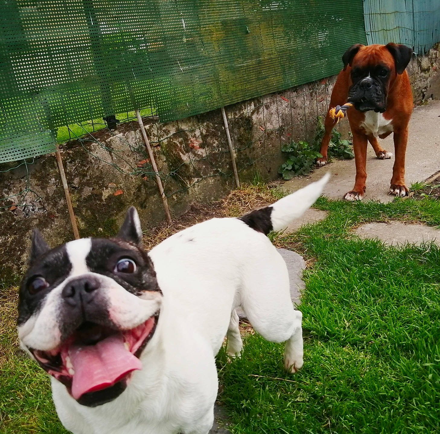 Neptune Et Galaxie participe au concours pour gagner de l'argent avec cette photo : carnivore, collar, companion_dog, dog, dog_breed, dog_collar, dog_supply, fawn, fence, grass, green, lawn, leash, mesh, pet_supply, plant, snout, sporting_group, tail, wire_fencing